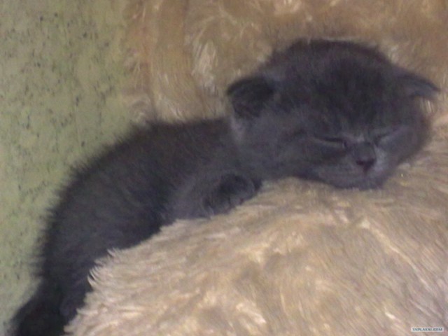 Котовторник  16.10.12