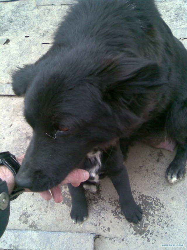 Собакочетверг 10.01.2013