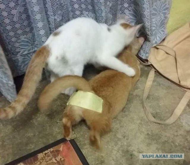 Капли на холку