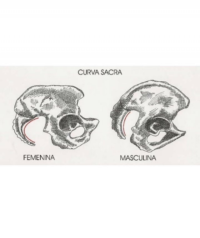 Различия мужской и женской анатомии