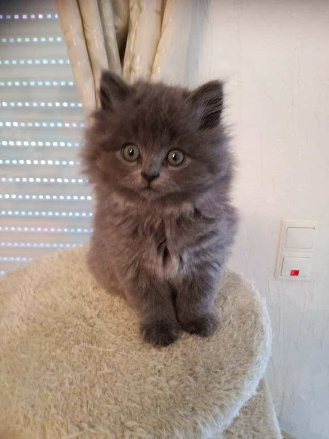 Котовторник 20.10.20