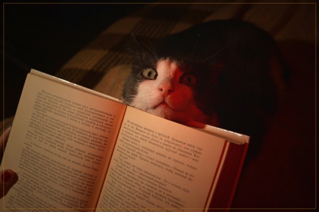 Котовторник 17.11.20