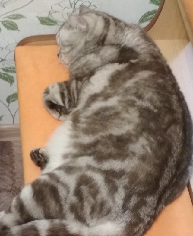Какой породы кошка?