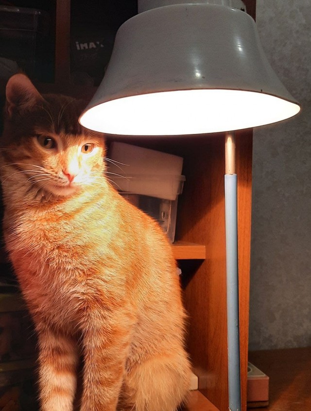 Котовторнику быть!