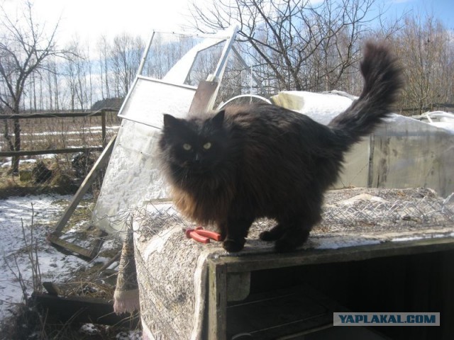 Жизнь домашнего приюта для котеек 334