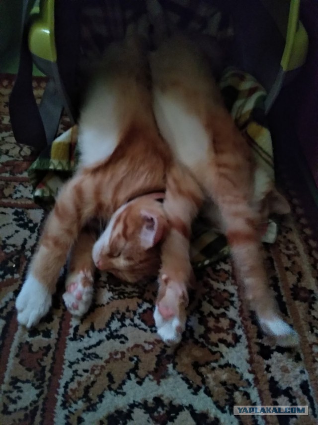 Котовторник 28.09.21