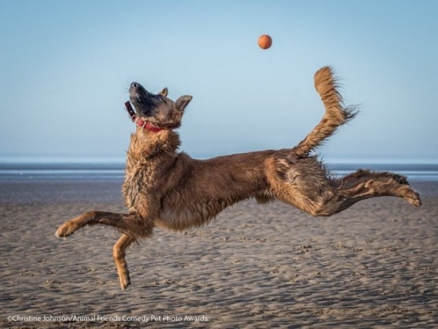 Уморительные снимки животных с конкурса Comedy Pet Photo Awards 2021