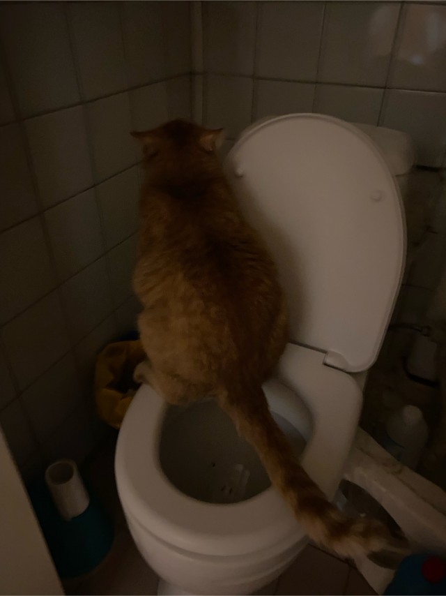 My cat Semyon