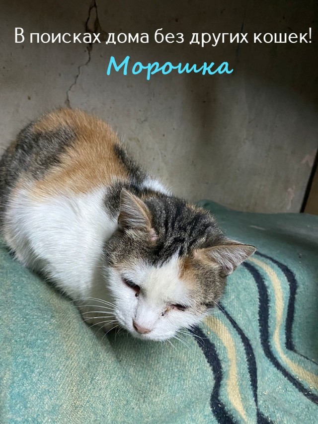 Жизнь домашнего приюта "Котоленд" 327