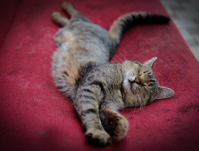 Котовторник