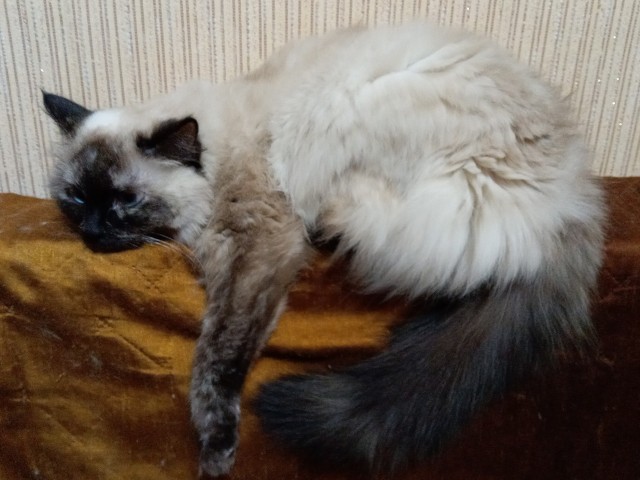 Котовторник ведь начался!