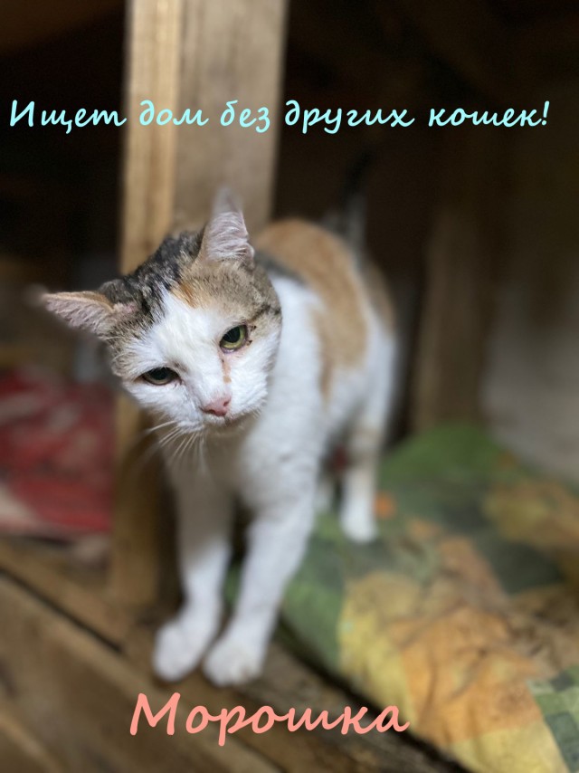 Жизнь домашнего приюта "Котоленд" 333