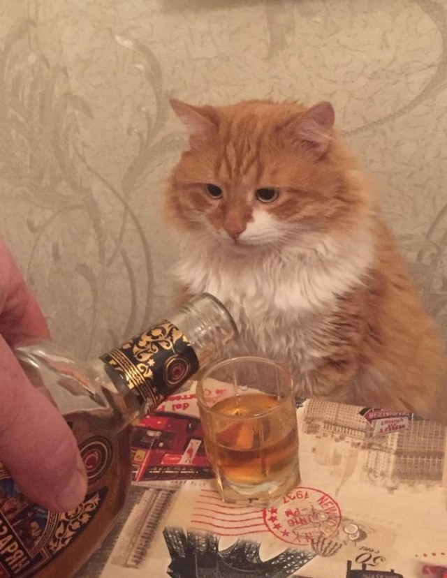 Только мы с котом вечером вдвоем…