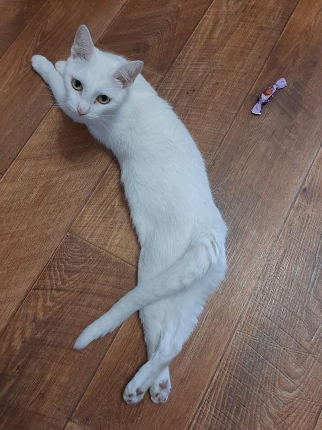 Начну котовторник чуть раньше!