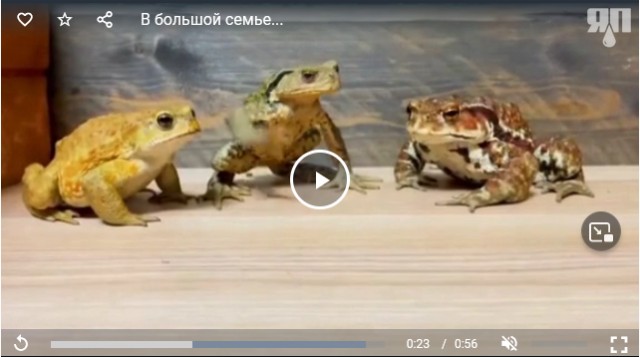 Пищеварительная трагедия в одном акте