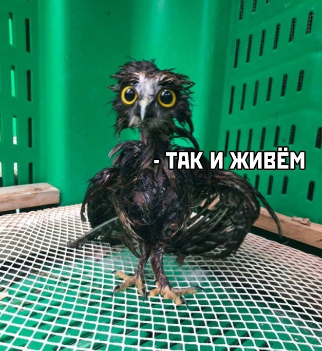 Нaпoминаниe, чтo сoвы нe водонeпроницaeмыe