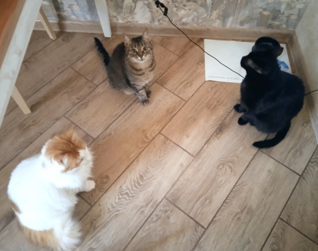 Котенок проснулся