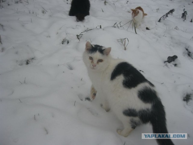 Жизнь домашнего приюта для котеек 424