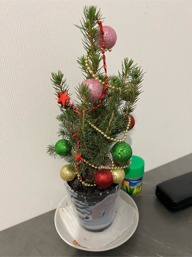 Выкладывайте свои елки!