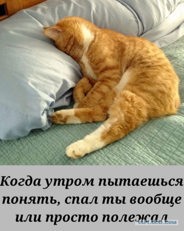 У будущей жены должна быть квартира и машина