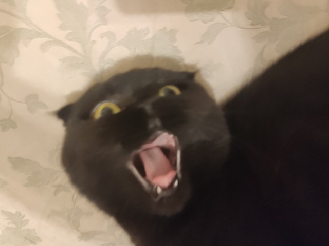 Котодракула