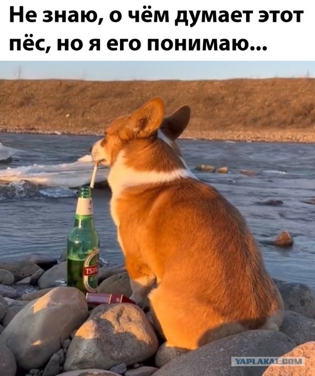 Перлы - 15.01.2023