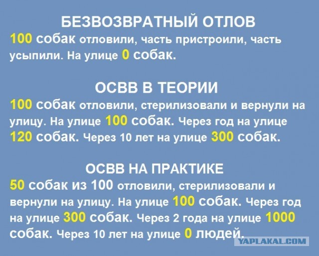Мэр Бодайбо обвинил депутатов Госдумы в «собачьем лобби» и снова потребовал уничтожать бродячих животных