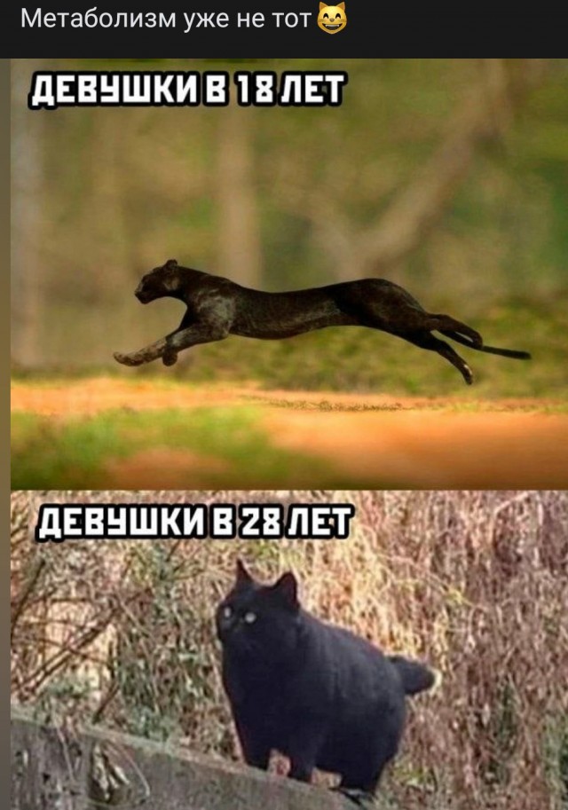 Сказочницы и наставницы: какой тип Тещи — самый опасный для зятя