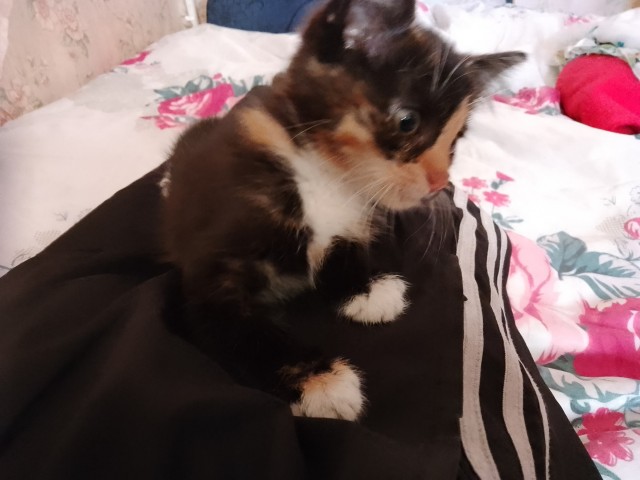 Знакомьтесь, это моя кошечка, зовут Япа