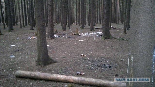 Сходил в лес