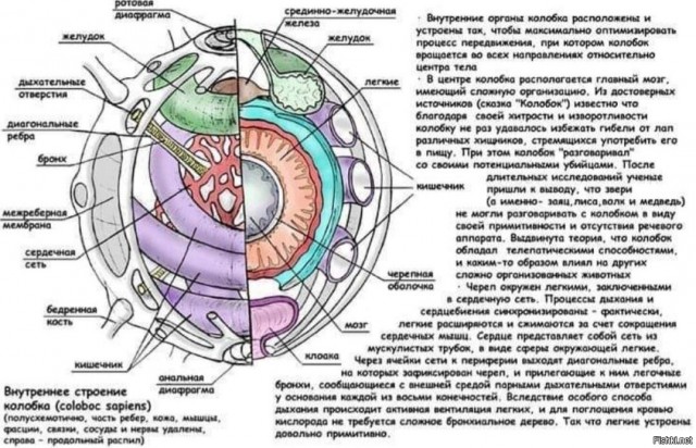 Если бы Терминатор Т-800 существовал в реальности, то он бы протух
