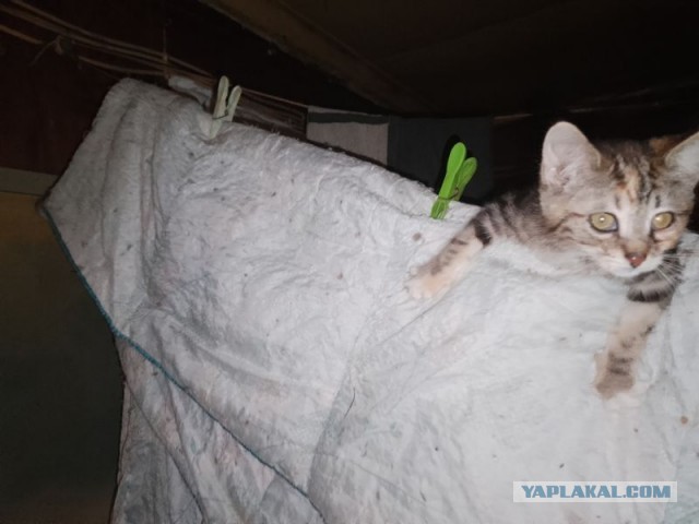 Жизнь домашнего приюта для котеек 479