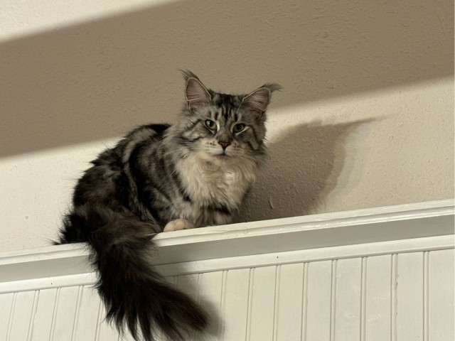 Мой котяра