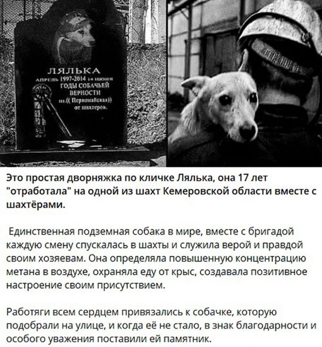 Преданный собаки нету существа. Преданный собаки нету существа