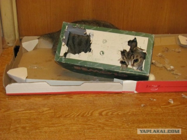 Котовторник 21.05.2013