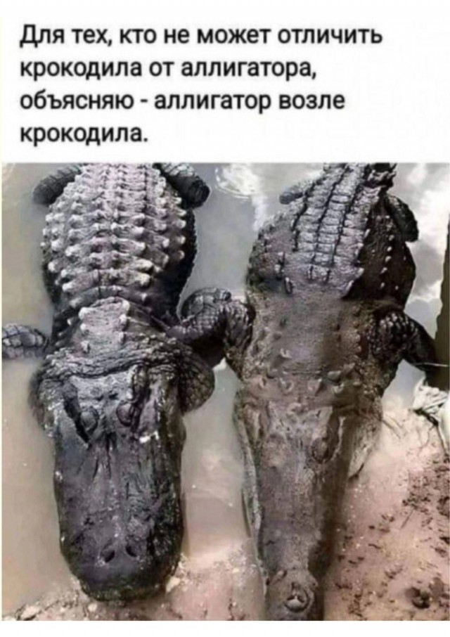Ушла эпоха:  Крокодил, игравший в фильме «Крокодил Данди», умер в Австралии
