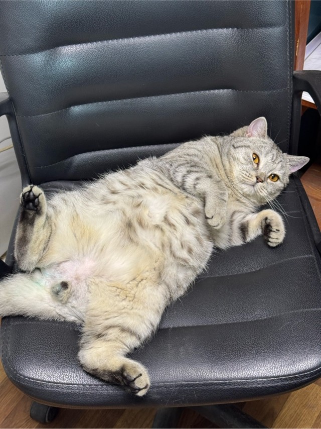 А где котики, сегодня же вторник!
