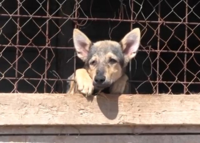 Ветеран ФСБ продал квартиру спасая служебных собак