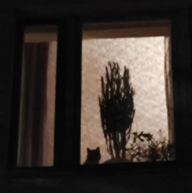 К котовторнику