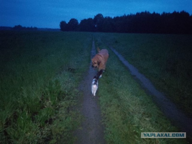 Жизнь домашнего приюта для котеек 545