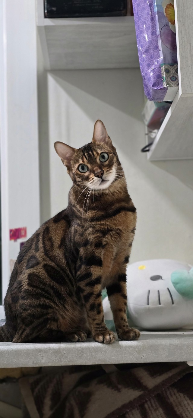 Котовторник