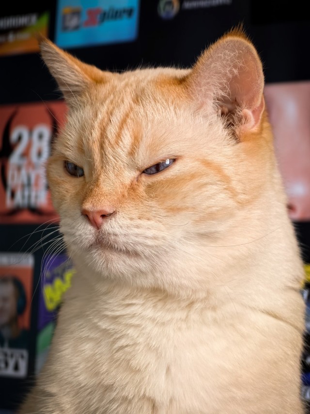 Моя жена не умеет фоткать кота