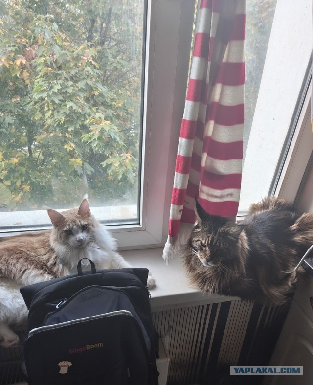 Футбол Спартак