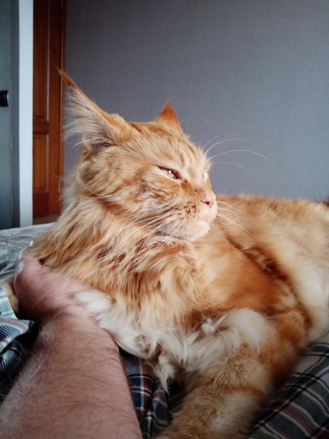 Мужчины и кошачья любовь