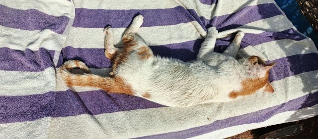 Просто одно котэ