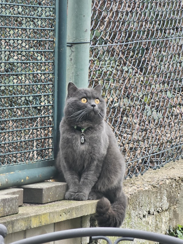 Приключения юного кота