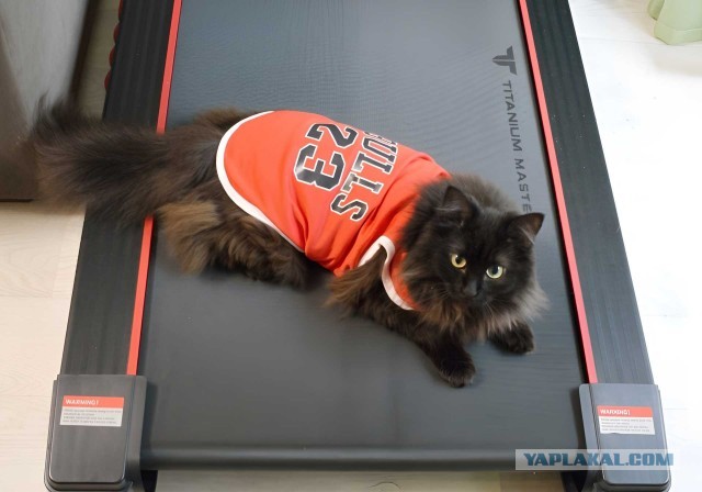 Спортивный котовторник.