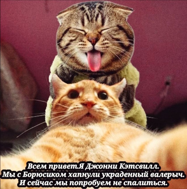 Фотожаба: Грустный котик