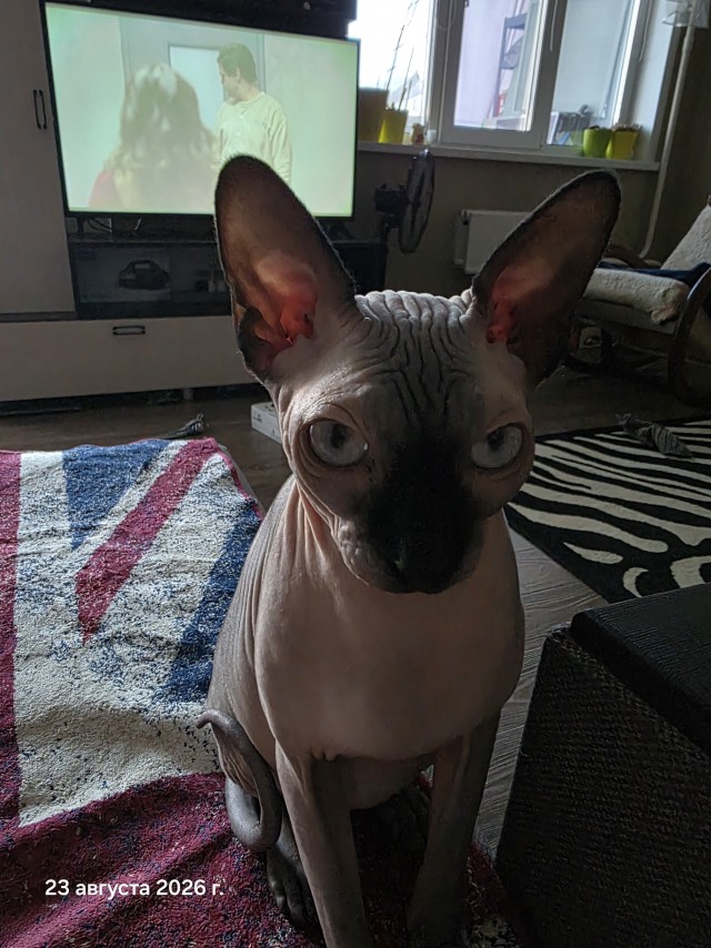 Котовторник