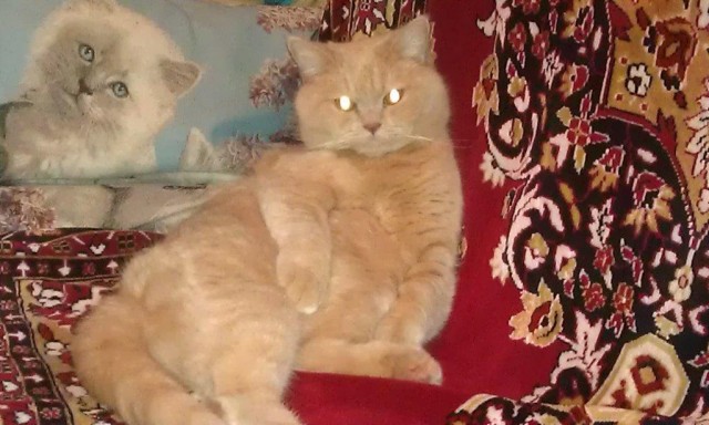 Котейка, который не знает как лежат котейки